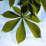 liscie-orzecha-wloskiego-wlasciwosci-zastosowanie-i-przeciwwskazania