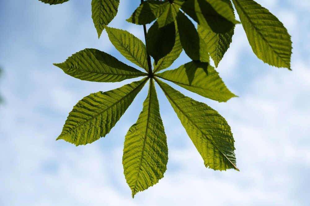 liscie-orzecha-wloskiego-wlasciwosci-zastosowanie-i-przeciwwskazania