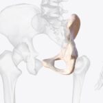 kosc-krzyzowa-budowa-funkcja-i-najczestsze-dolegliwosci-bolowe-1