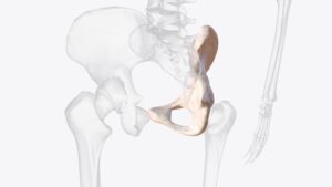 kosc-krzyzowa-budowa-funkcja-i-najczestsze-dolegliwosci-bolowe-1