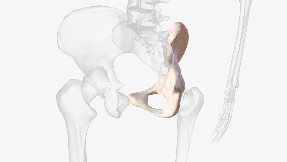 kosc-krzyzowa-budowa-funkcja-i-najczestsze-dolegliwosci-bolowe-1